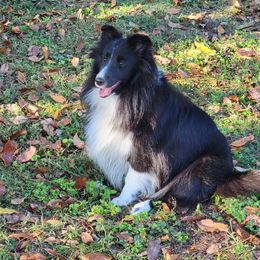 Tippy - Shetland Sheepdog