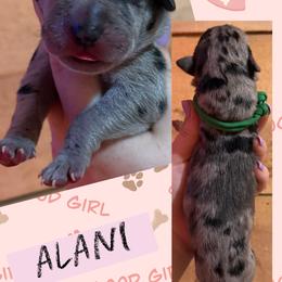 ALANI - Merle female Great Dane puppy in Wellsville, New York from Prophecy Danes