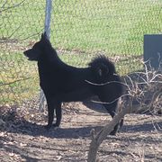 Bil - Norwegian Buhund