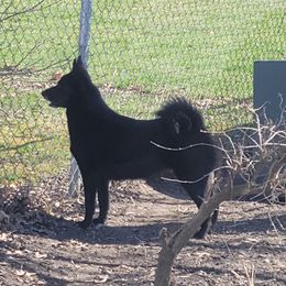 Bil - Norwegian Buhund
