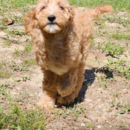 Bernedoodle and Goldendoodle Puppies from Sutton Place Poodles and Doodles