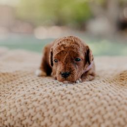 Goldendoodle and Sheepadoodle Puppies from Red River Goldendoodles