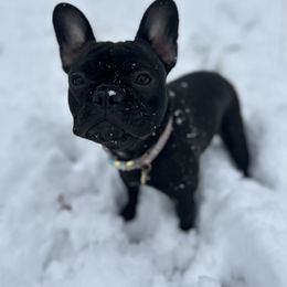 Winnie - Brindle female French Bulldog puppy in Springfield, Missouri from Taylor
