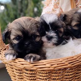 Shih Tzus from Shaggy Shih Tzu