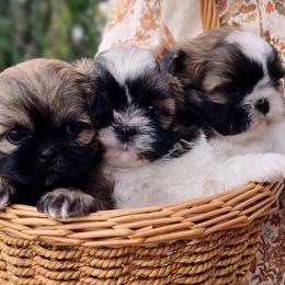 Shih Tzus from Shaggy Shih Tzu