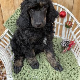 Poodle Puppies from Wilks Pups