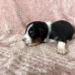 Girl 2 - Black tri-color female Australian Shepherd puppy in Rochester, Massachusetts from Clover Creek Aussies