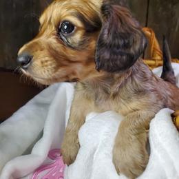 Caroline - Sable female Dachshund puppy in Mountain Grove, Missouri from Callaway Country Dachshunds
