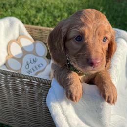 Annie - Red female Dachshund puppy in Dothan, Alabama from Little House Pups