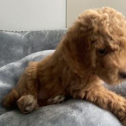 Goldendoodle Puppies from Doods & More