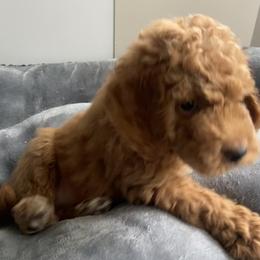 Goldendoodle Puppies from Doods & More