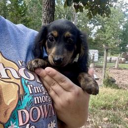 Mr. Yellow collar. AKC - Black and tan male Dachshund puppy in Willow Springs, Missouri from Krazy Acre Farm