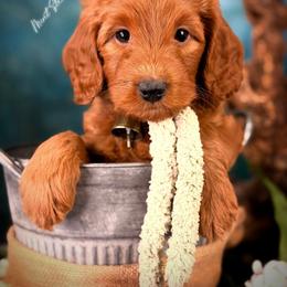 Bernedoodle, Goldendoodle, Golden Retriever, and Poodle Puppies from Red String Farmstead