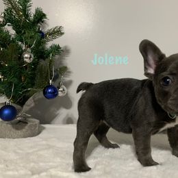 French Bulldog Puppies from Gotts Frenchies