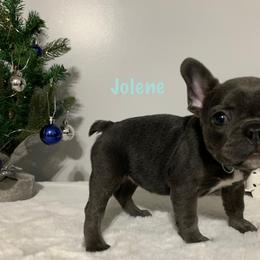 French Bulldog Puppies from Gotts Frenchies