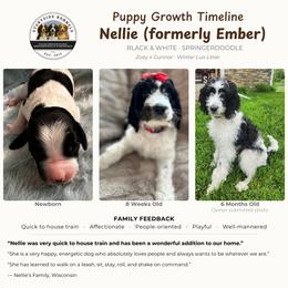 Aussiedoodle, English Springer Spaniel, and Springerdoodle Puppies from Storyside Kennels