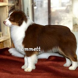 Emmett - Miniature Australian Shepherd