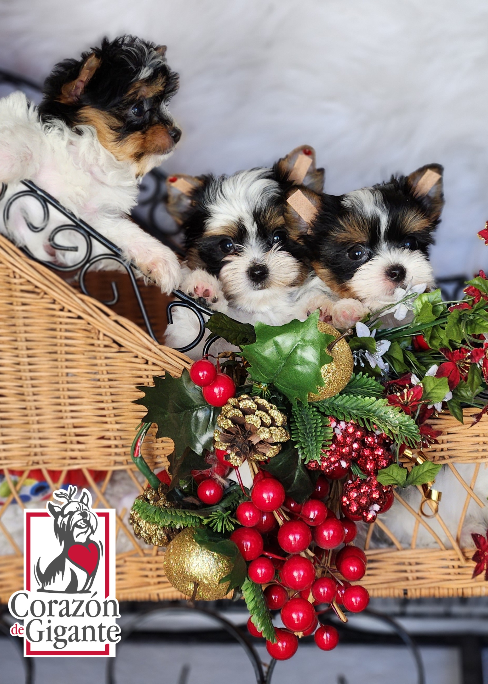 Biewer Terrier and Yorkshire Terrier Puppies from Corazón de gigante