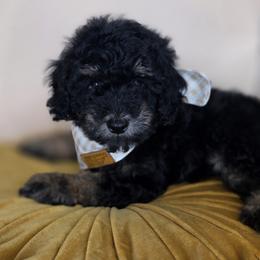 Peter - Phantom male Goldendoodle puppy in Decatur, Tennessee from Diamond's Doodles