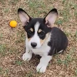 Tootsie - Black and tan female Pembroke Welsh Corgi puppy in Garden Grove, California from Corgi Noodles Garden