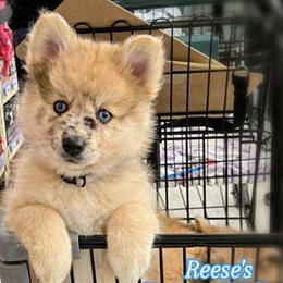 'PB' - Reeses - Merle male Pomsky puppy in Norfolk, Virginia from 'Brick'House Couture Pomskies