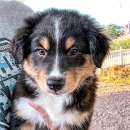 Miniature Australian Shepherd and Toy Australian Shepherd Puppies from Circle T Mini Aussies