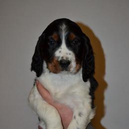 English Springer Spaniel Puppies from Stormin Pine and Prairie Springers