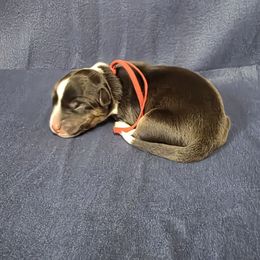 Troll - Black and white male Cardigan Welsh Corgi puppy in Bland, Missouri from Shadey Lane Corgis