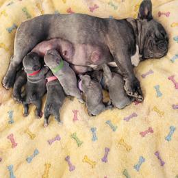 French Bulldog Puppies from Zoomie Time Frenchies