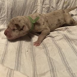 Boy 5 - Merle Great Dane puppy in Pennsylvania from Pocono Mountain Great Danes