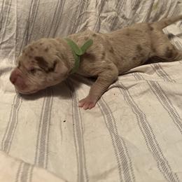 Boy 5 - Merle Great Dane puppy in Pennsylvania from Pocono Mountain Great Danes