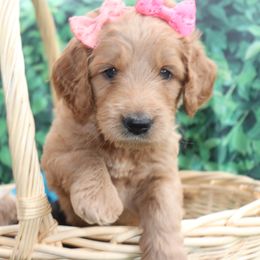 Double Doodle and Goldendoodle Puppies from Ohio Designer Doodles