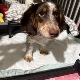 Parker - Piebald male Dachshund puppy in Mountain Home, Arkansas from Furry Friends Kennel
