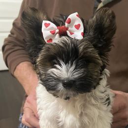 Buttercup - Black tan and white female Biewer Terrier puppy in Brooks, Georgia from Brooks Beauties