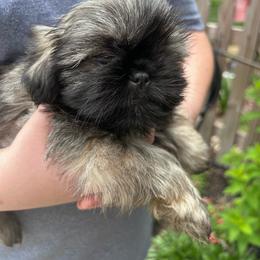 Kingston Kouture - Sable male Shih Tzu puppy in Trinity, North Carolina from Trinity Shih Tzu