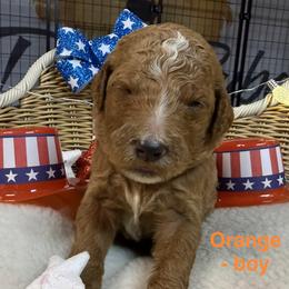 Boy 1 - Cream male Goldendoodle puppy in Clermont, Florida from Da Ruba Doodles