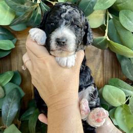 Fir - Phantom male Bernedoodle puppy in Superior, Arizona from Mountain Bridge Doodles