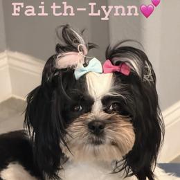 Shih Tzu Puppies from Adams Pawsitive Pawfection