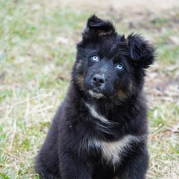Harrah - Australian Shepherd