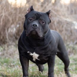 Snow - American Bully