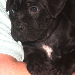 Tan Collar - Black female Cane Corso puppy in Troy, Tennessee from Storm Front Cane Corso