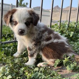 Australian Shepherd, Miniature American Shepherd, and Miniature Australian Shepherd Puppies from Painted Blue Aussies