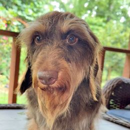 Alfie (RUSSIAN) - Dachshund