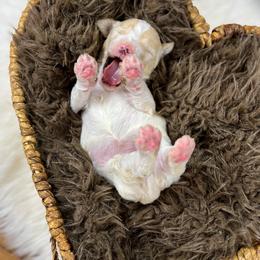 Lemon Lu English Teddybear - Parti female Goldendoodle puppy in Grove, Oklahoma from Guinn Family Farms