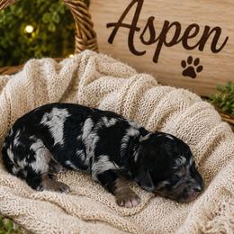 Aspen - Blue merle male Aussiedoodle puppy in Grand Blanc, Michigan from B's Aussiedoodles