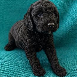 Pepper - Black female Goldendoodle puppy in Pahrump, Nevada from Cold Creek Doodles