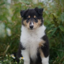 Versace - Black white and tan male Collie puppy in Huffville, Virginia from Blackberry Hills Cattle dogs and Collies