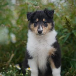 Versace - Black white and tan male Collie puppy in Huffville, Virginia from Blackberry Hills Cattle dogs and Collies