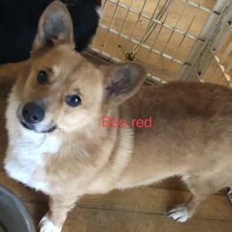 Dachshunds, French Bulldogs, and Pembroke Welsh Corgis from Corgis at the Jersey Shore/Frenchie Connection