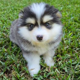Oreo - Black and white female Pomsky puppy in Southern California, California from SoCal Pomskies LLC